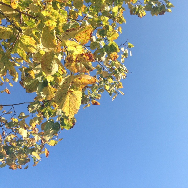 golden autumn sky