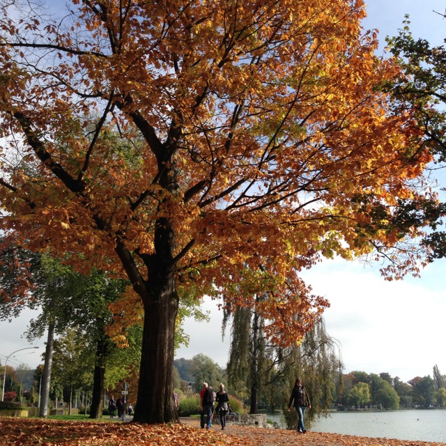 falling leaves in lucerne