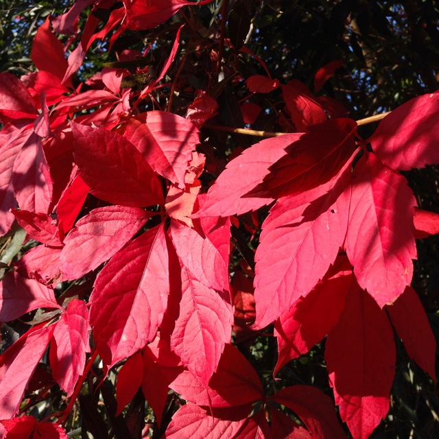 grounding red light