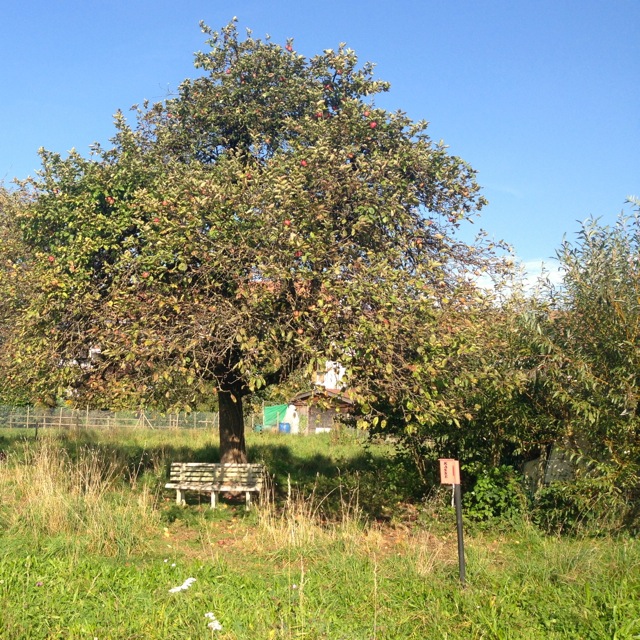 under the apple tree