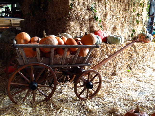a cart full of pumpkins