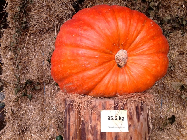 pumpkin power 95kg