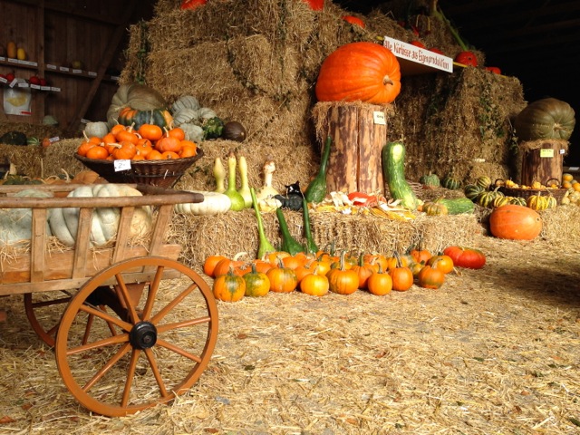 shopping for pumpkins