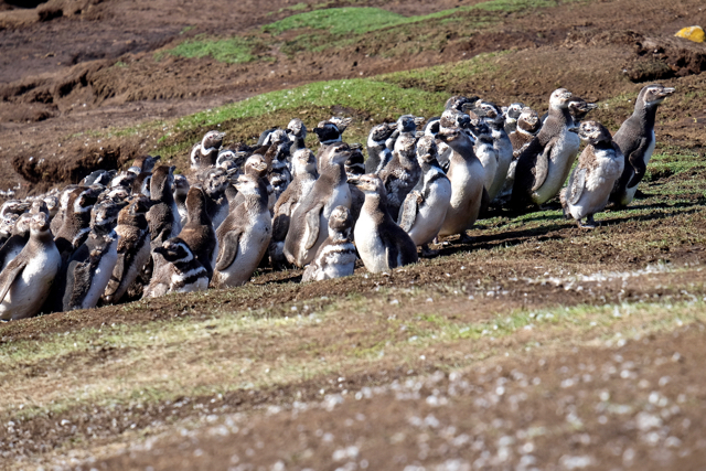 a waddle of magellanic penguins trying to decide which way to go next