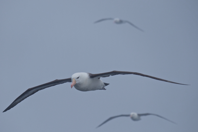 black-browed albatross in the fog on the way to The Falklands