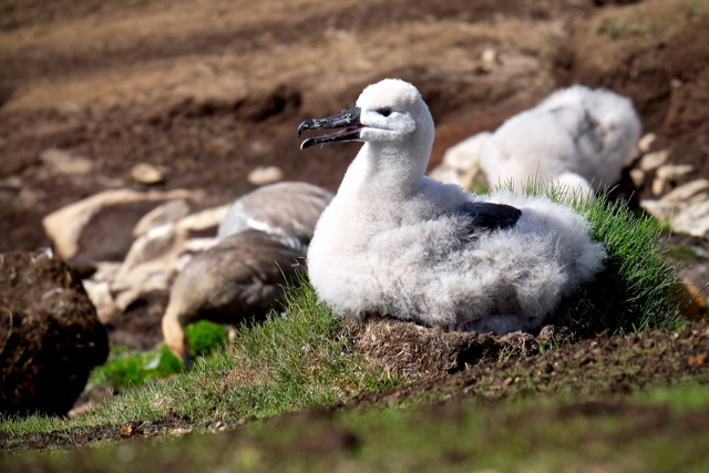 black-browed albatross chick on the nest