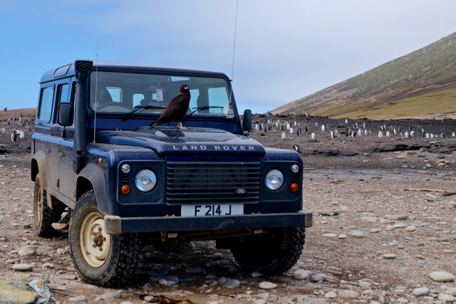 locals came down to greet us on Saunders Island