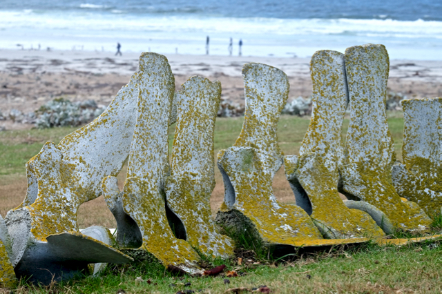 Mother Nature makes art of these remnant whale vertebrae