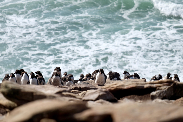 rockhoppers clinging to the cliff edge