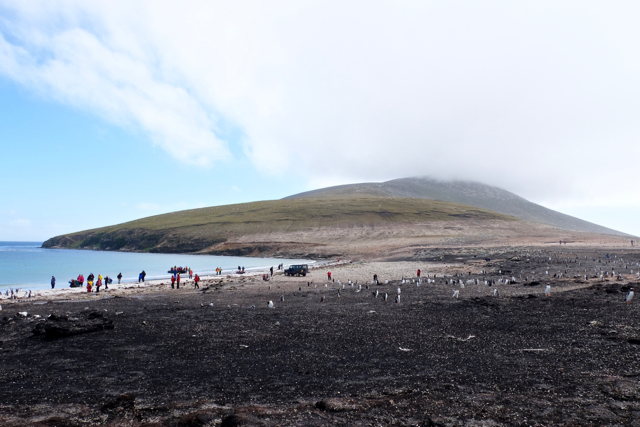 the neck of Saunders Island is a large gentoo rookery