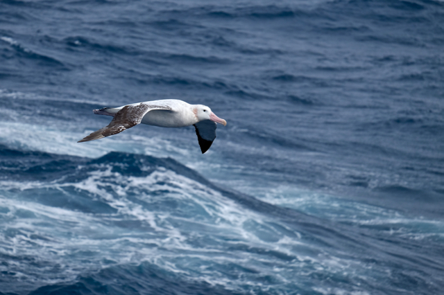 wandering albatross and we are back at sea with a fair bit of rock and roll motion
