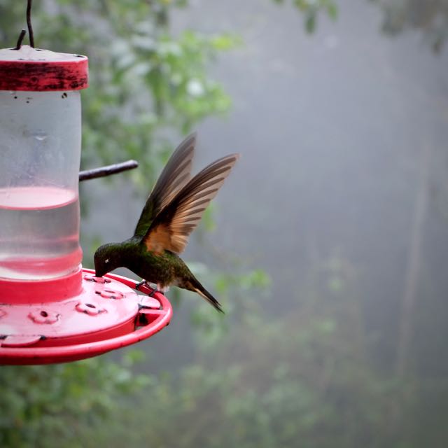 hummingbird