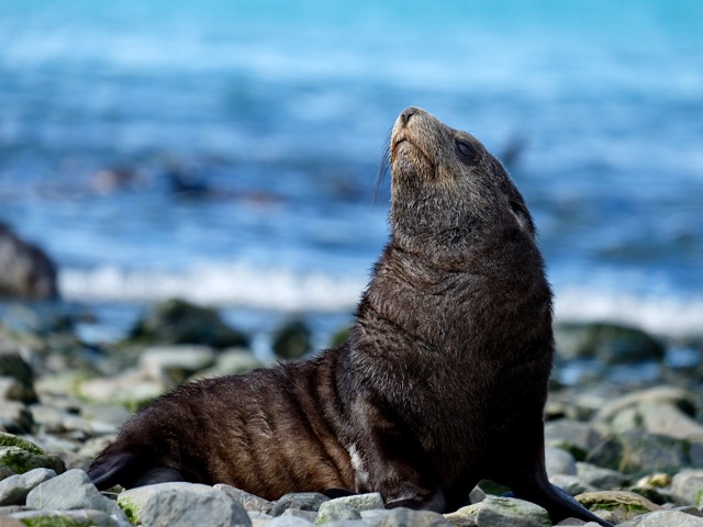 Antarctic fur seal posing for me