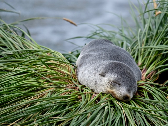 Antarctic fur seal pup asleep on tussock grass