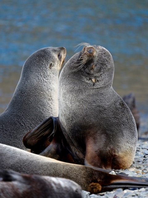 Antarctic fur seals all over the pebble beach at Stromness