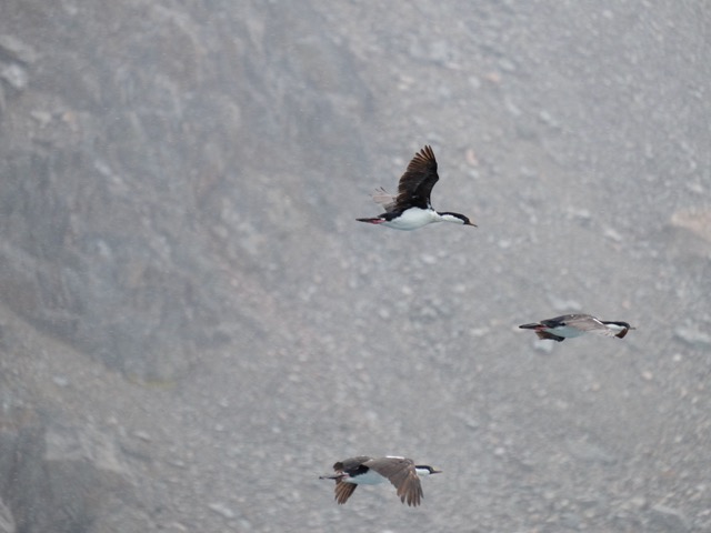 South Georgia comorants or shags