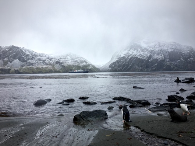 Godthul rain and snow with gentoo penguins, Antartic fur and elephant seals