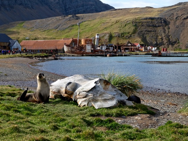 Grytviken, a seal and a whale bone with blowhole