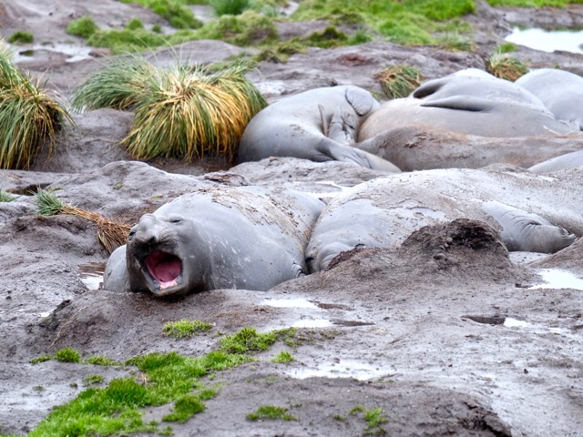 Moltke Harbour yawning elephant seal