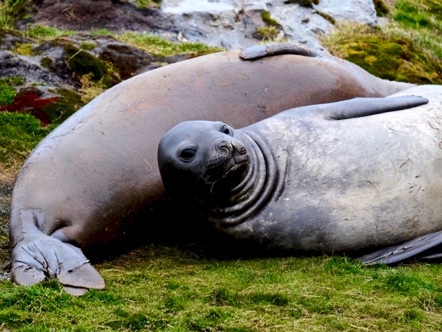 Moltke Harbour young elephant seals