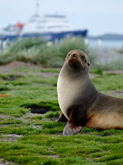 Plancius and a fur seal at Salisbury Plain