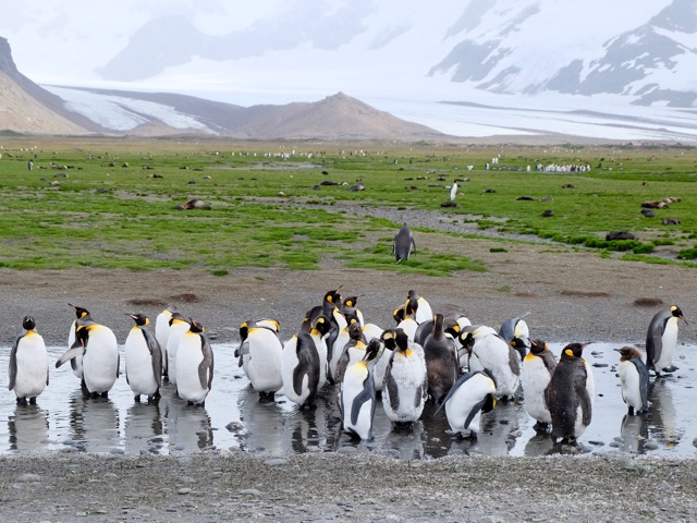 Salisbury Plain second largest king penguin rookery in South Georgia