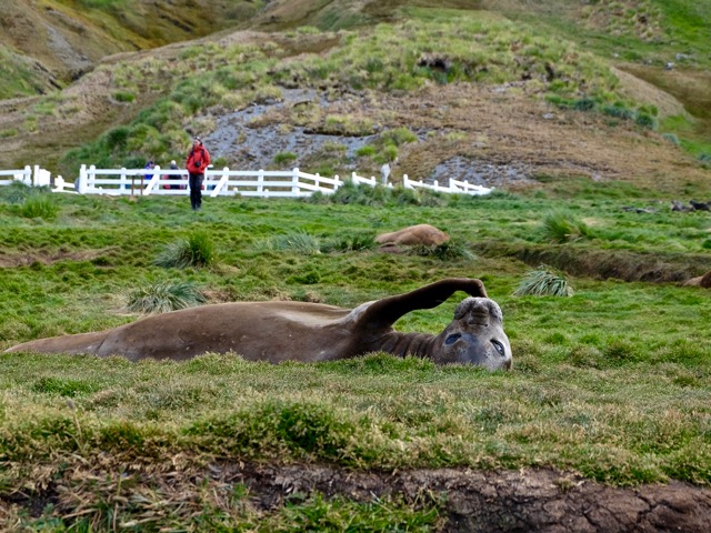 elephant seal in front of the cemetery where Shackleton is buried