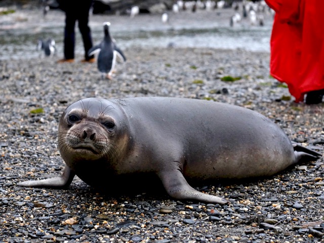 extremely friendly elephant seal pup who got real close and personal with a few of us