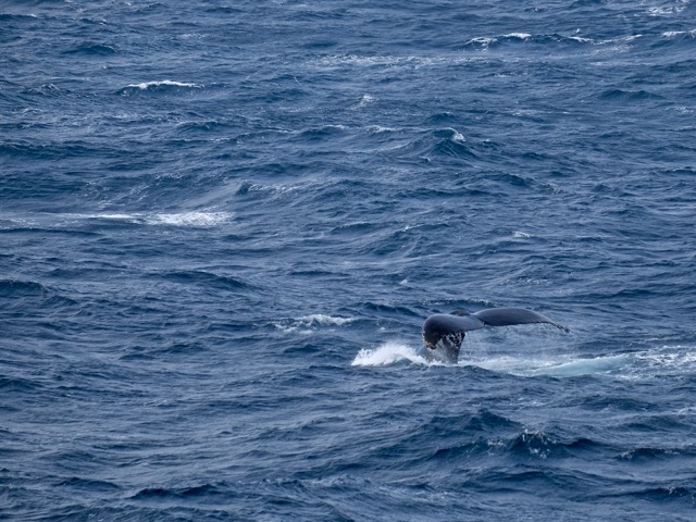 fin whale fluke
