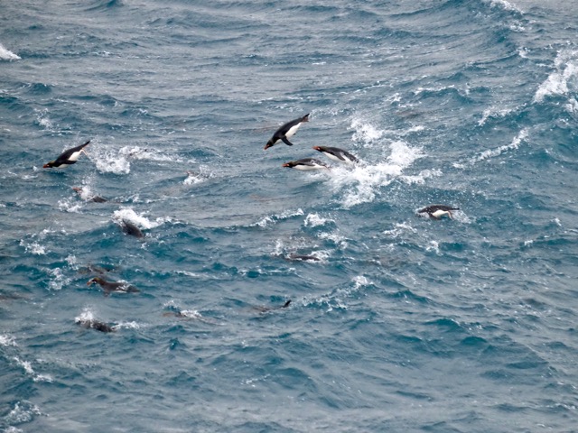 flying macaroni penguins