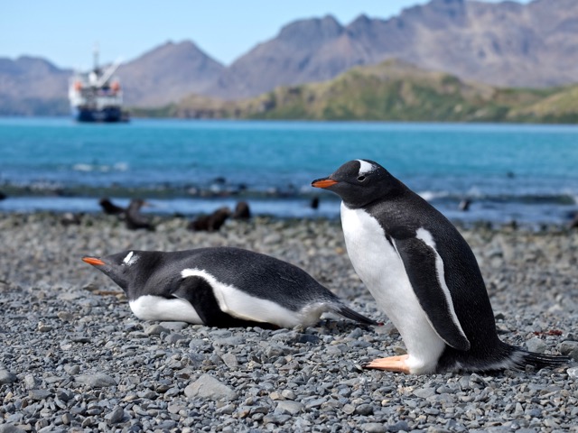 gentoo penguins on the beach at Stromness