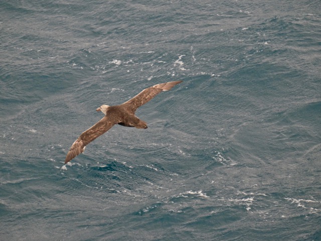 giant petrel