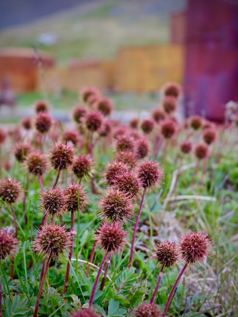 greater burnet the only shrub-like plant on South Georgia