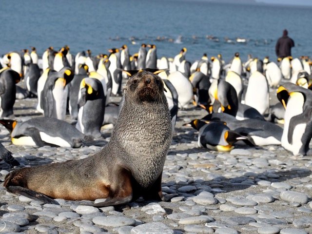 help I am surrounded by penguins