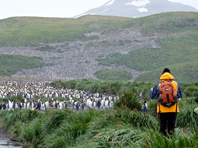 king penguins as far as the eye can see on Salisbury Plain