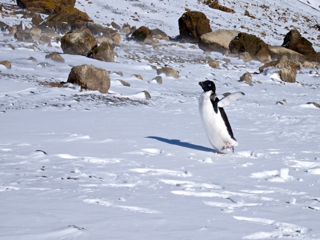 I can fly said the adelie penguin