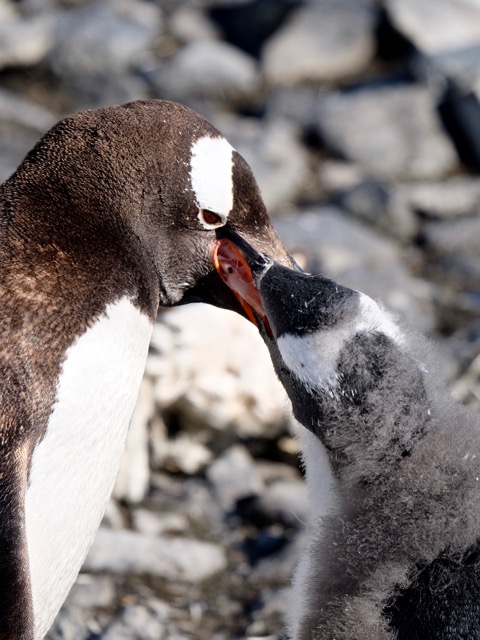 baby gentoo is oh so hungry