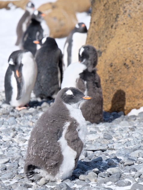 baby gentoo loosing her fluff