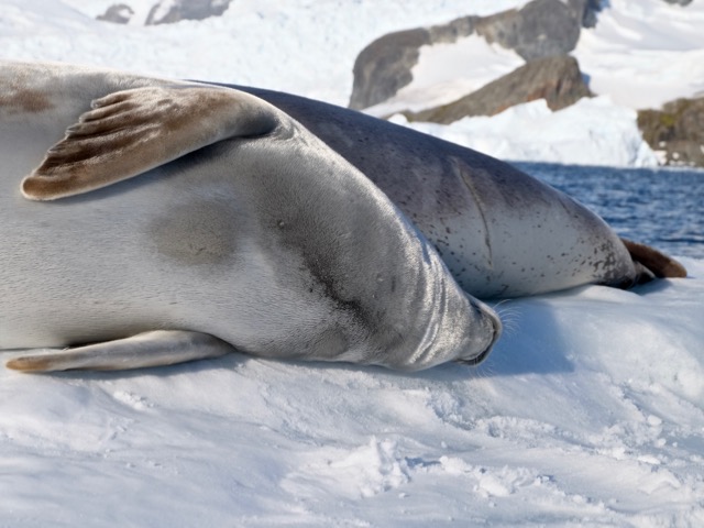 close enough to the crabeater seals in the zodiac to touch those whiskers