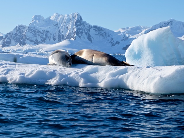 couple of crabeaters sleeping on an iceberg in Paradise Harbour