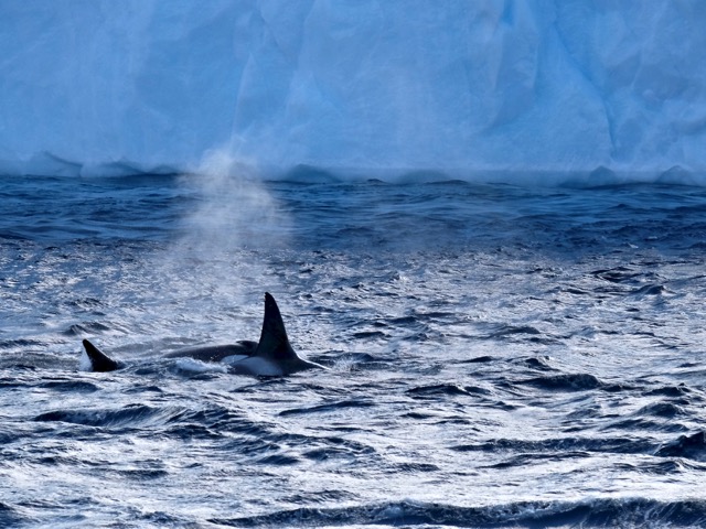 crossing paths of the orcas