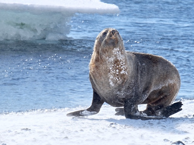 frozen Antarctic fur seal