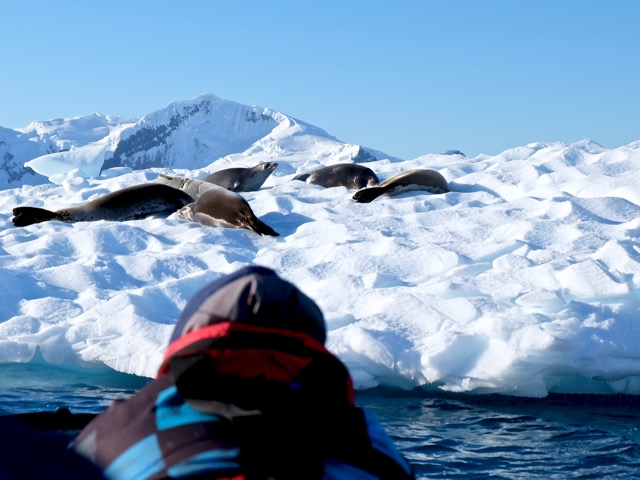 gathering of crabeater seals on an iceberg in Paradise Harbour