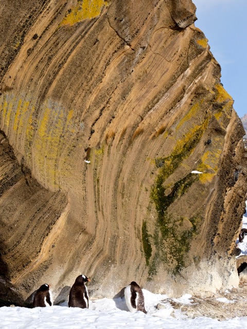 gentoos sheltering around the Brown Bluff rock formations