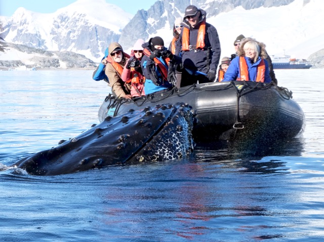 hello humpy the humpback whale