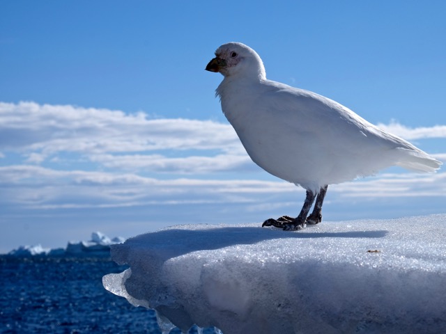 snowy sheathbill the one land bird native to the Antarctic continent
