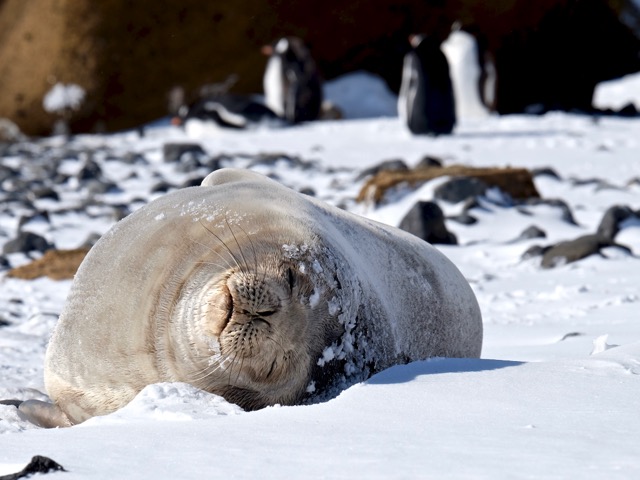 weddell seal chilling at Brown Bluff