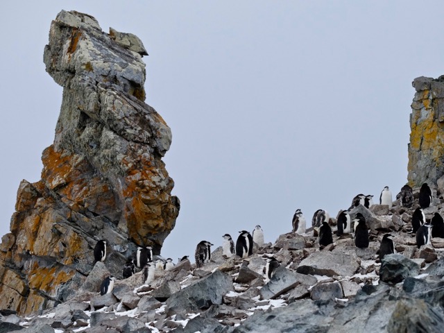 chinstrap penguin colony at Half Moon Island in the South Shetlands