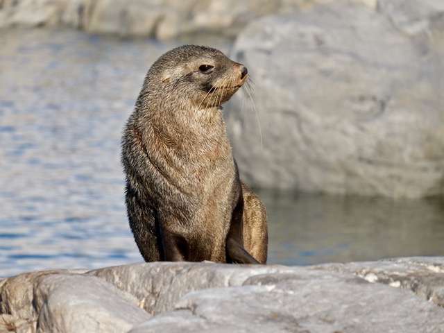 Antarctic fur seal sunbathing