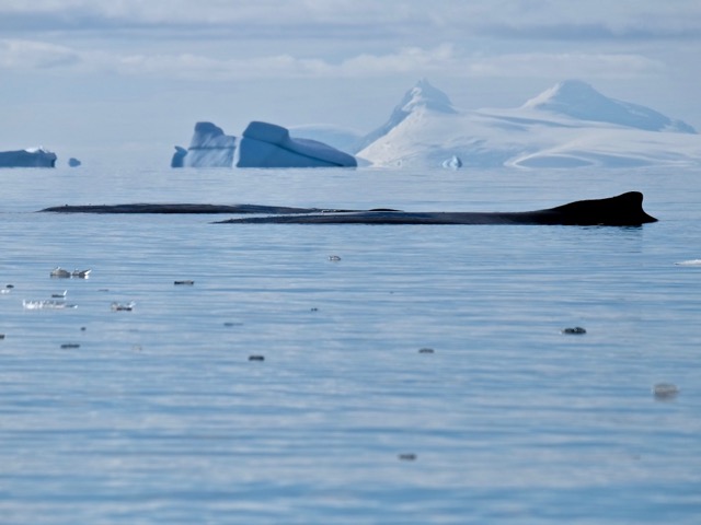 humpbacks just floating around